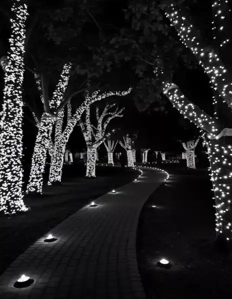 Outdoor trees illuminated with white lights along a path for Diwali celebration | Outdoor Tree Lighting Decoration for Diwali | Festival Outdoor Decorations | Decorations Guru